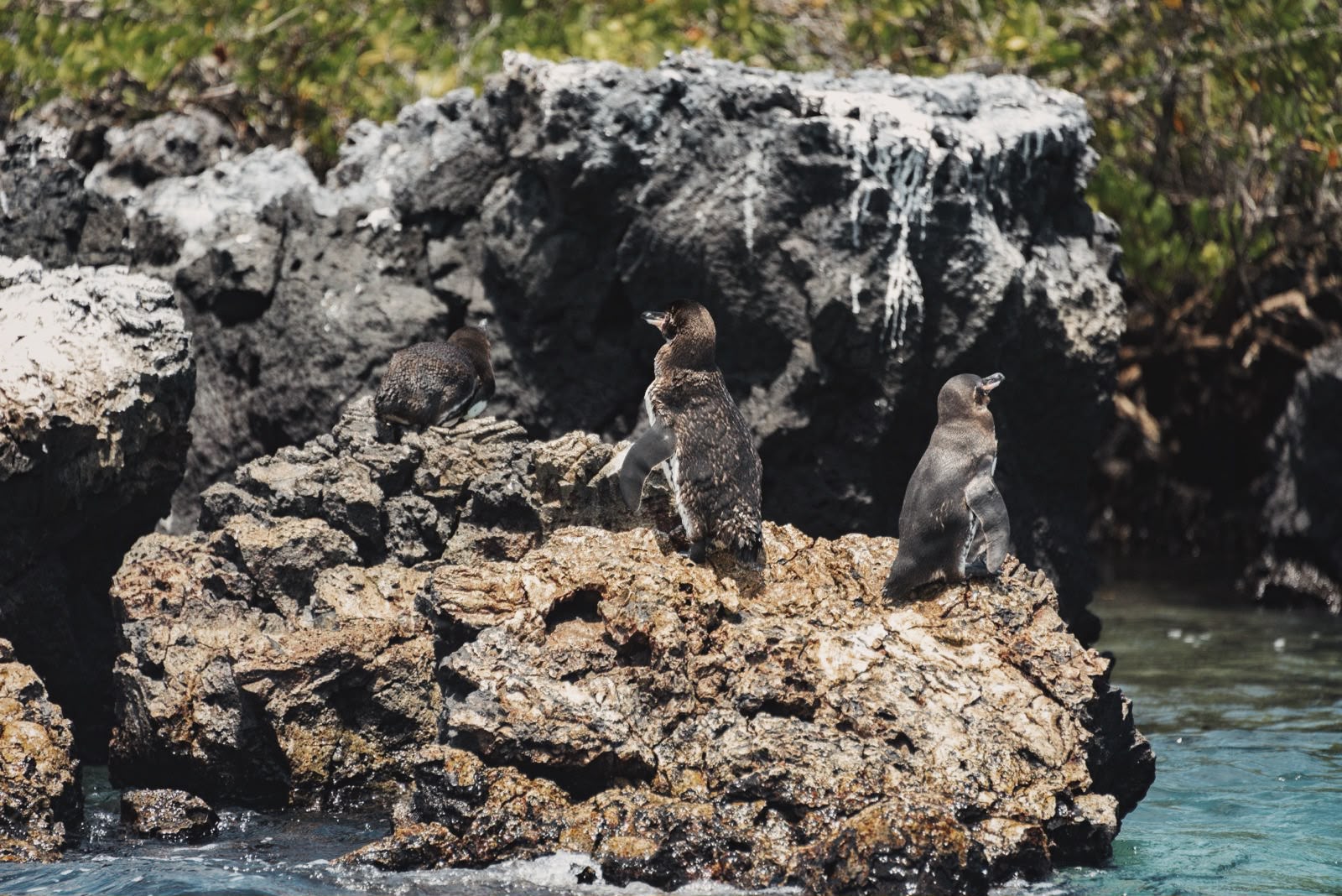 Isla de Galápagos