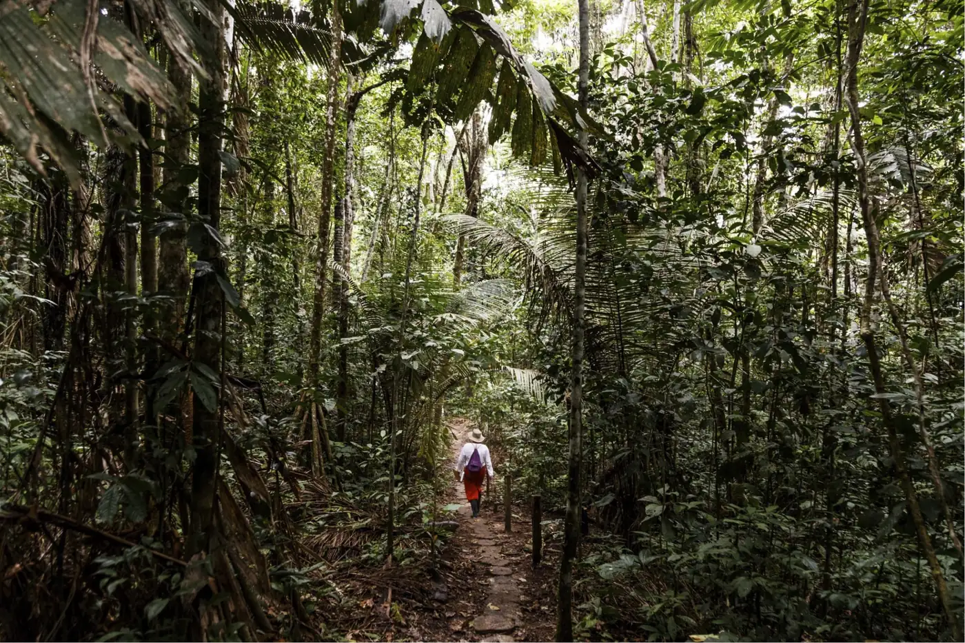 Amazonía